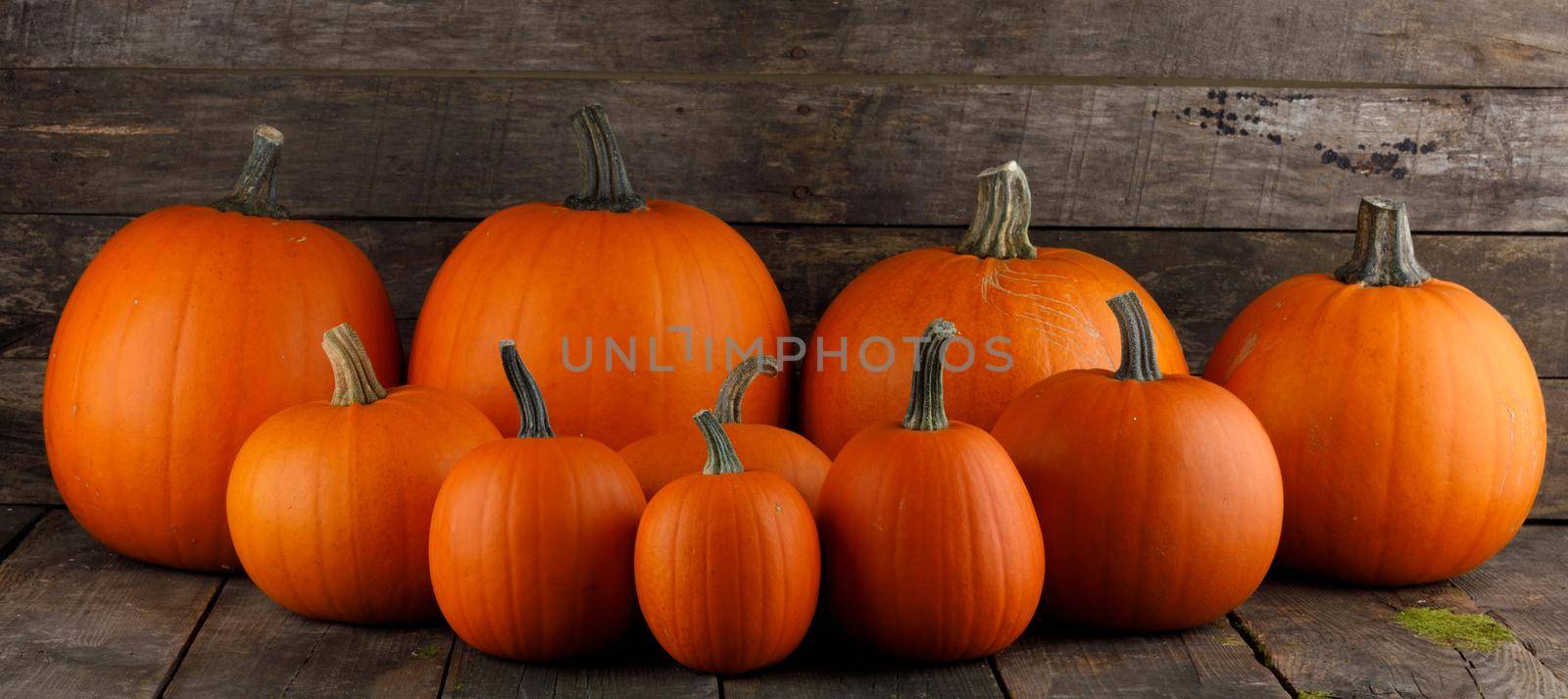 Many different ripe pumpkins on wooden table