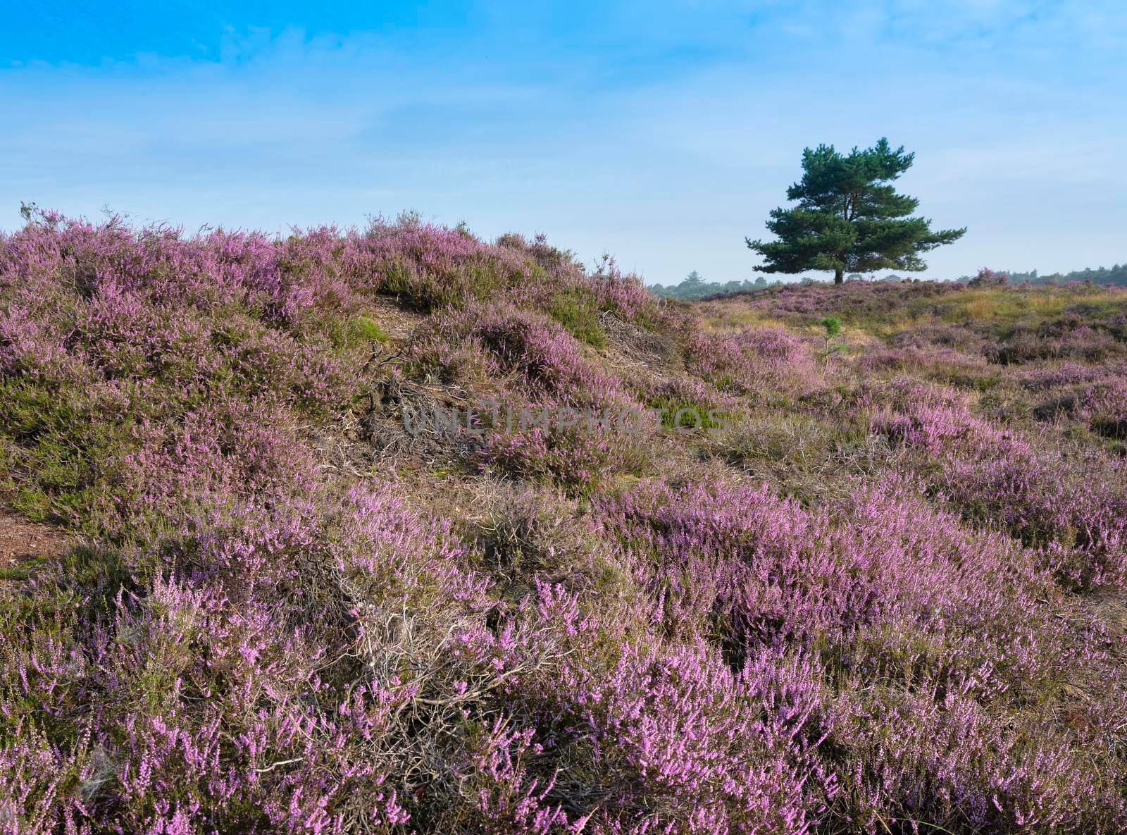 colorful purple heather and pine tree on heath near zeist in the netherlands by ahavelaar