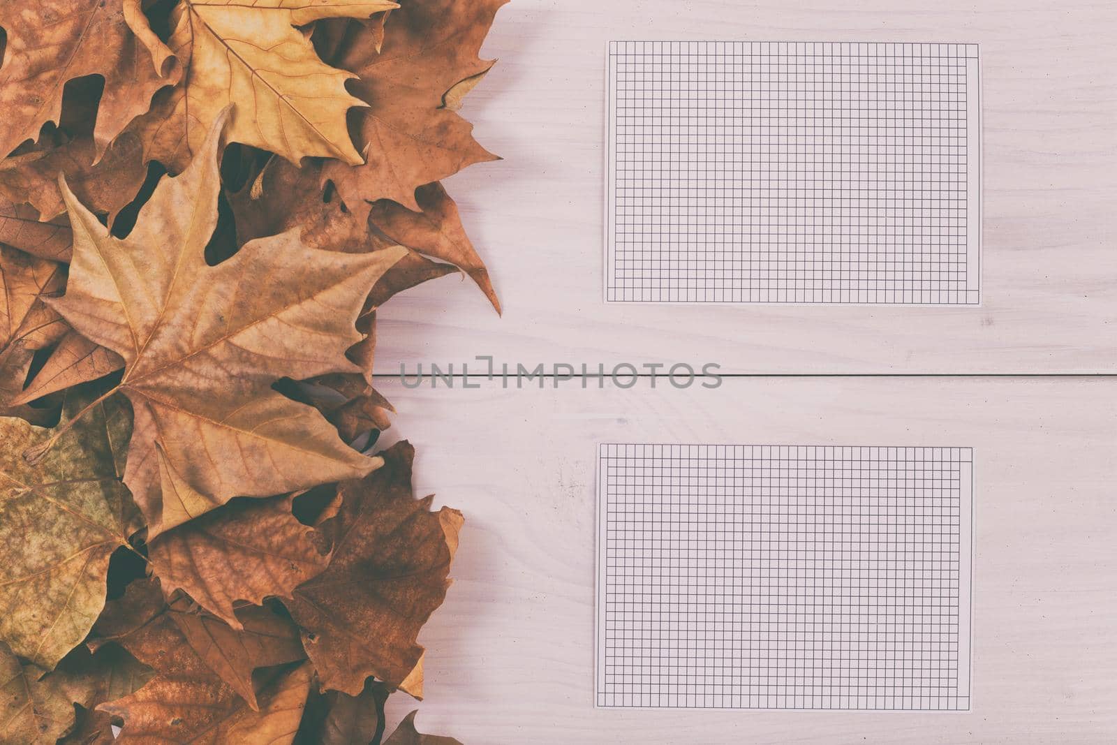 Empty white papers on wooden table with autumn leaves.Image is intentionally toned.