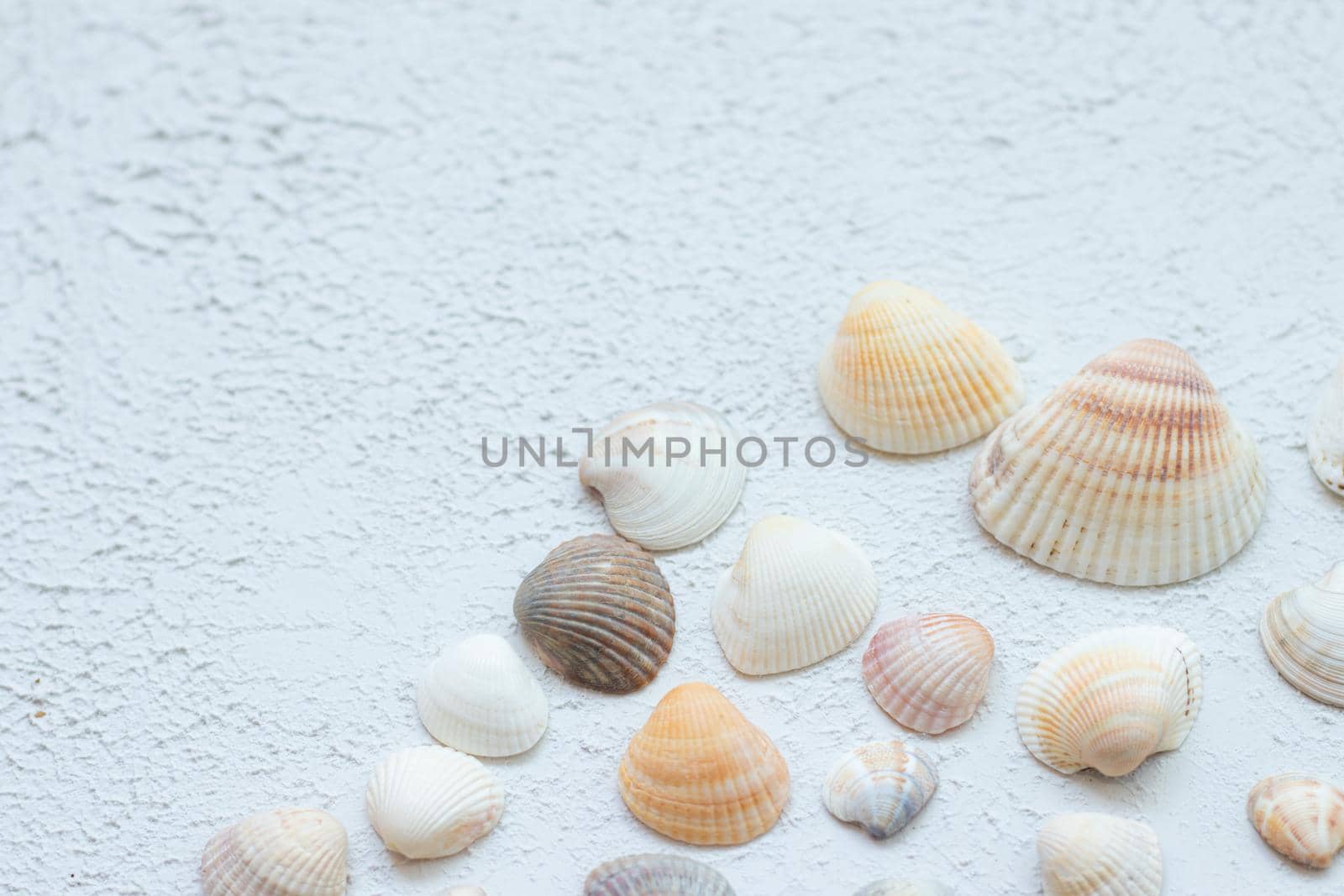 Shells on a light background . Article about vacation. Light background. Sea shells lie on a light background