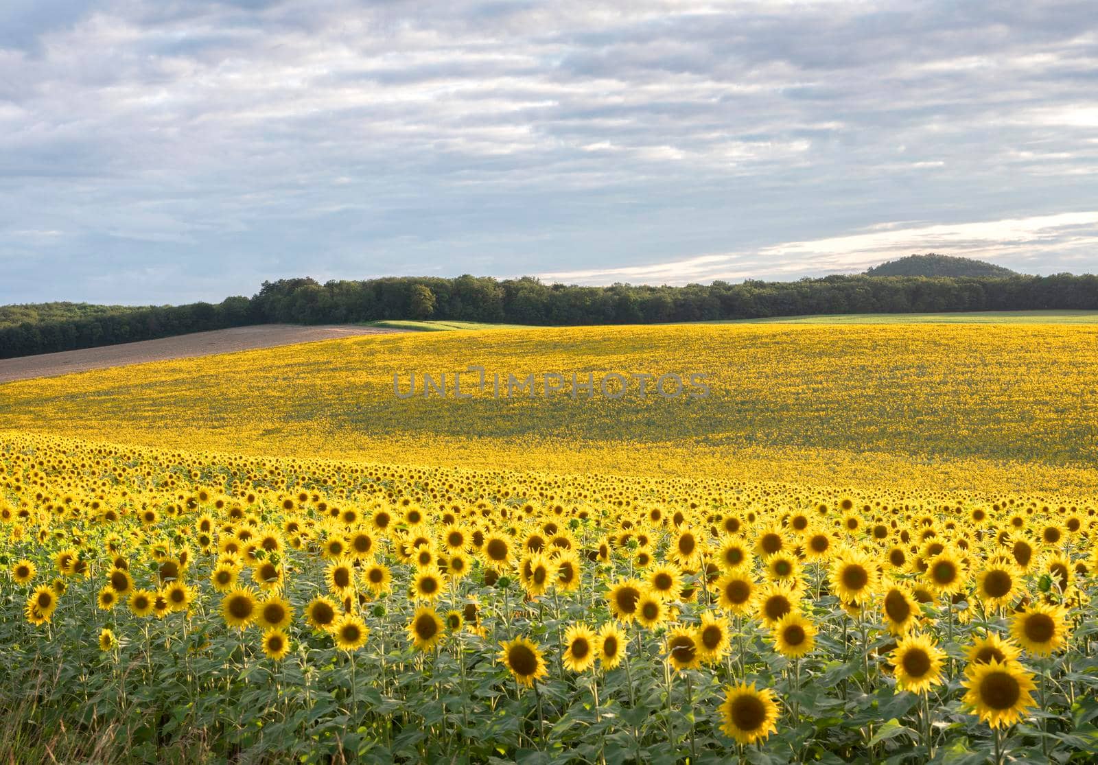 abstract pattern of repeating sunflowers in large agricultural field by ahavelaar