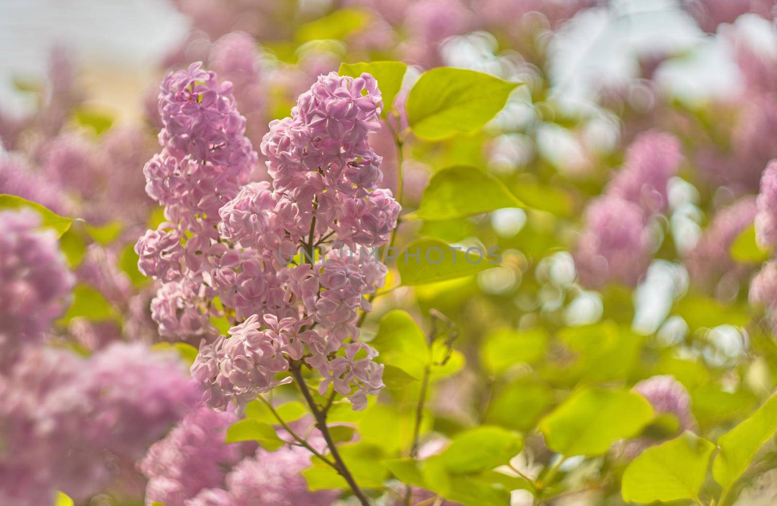 Spring tender branch of lilac on a blurred background, image for wallpaper, spring romatic fresh mood.Beautiful blurred lilac flowers background.Soft focus