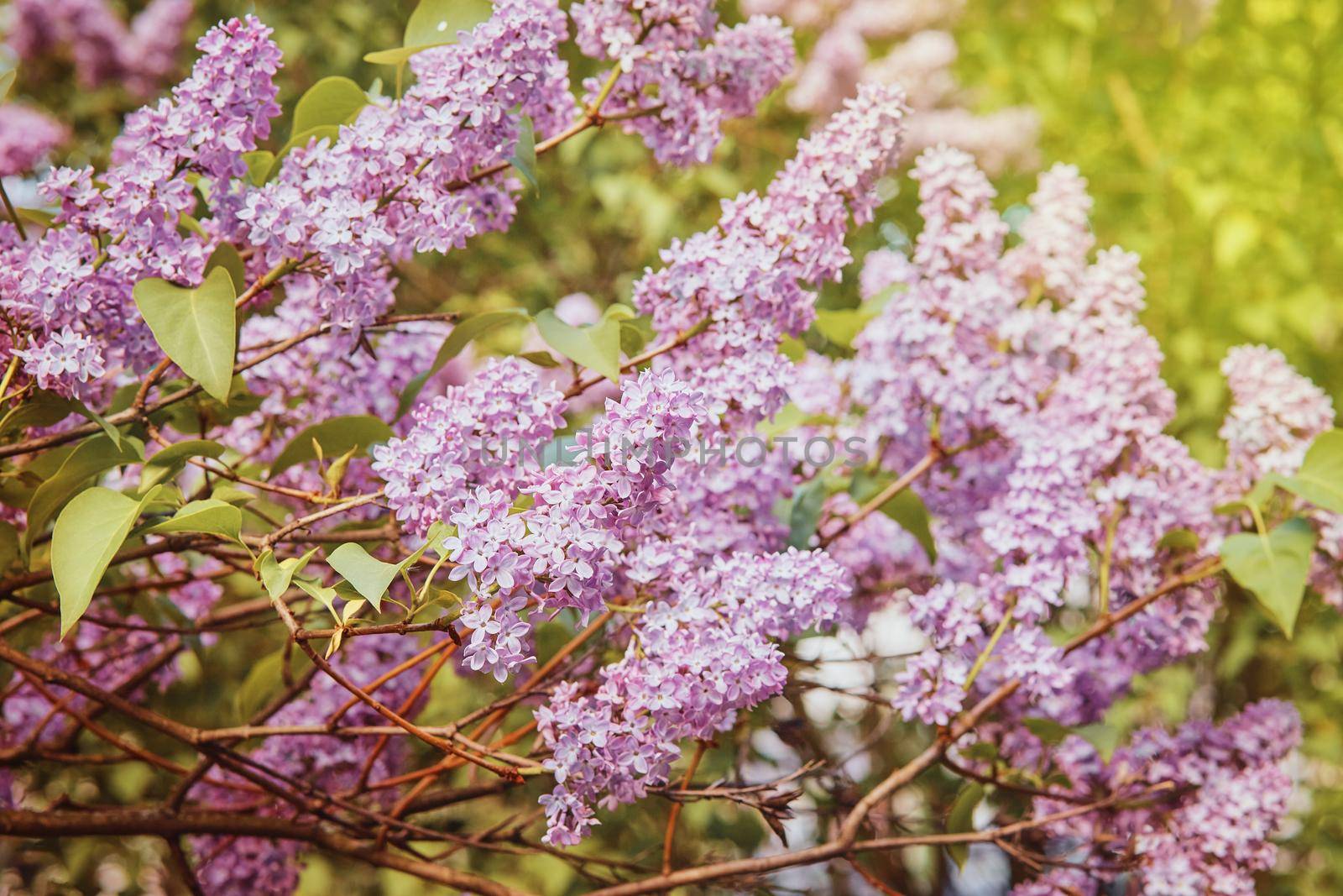 Spring tender branch of lilac on a blurred background, image for wallpaper, spring romatic fresh mood by AliaksandrFilimonau