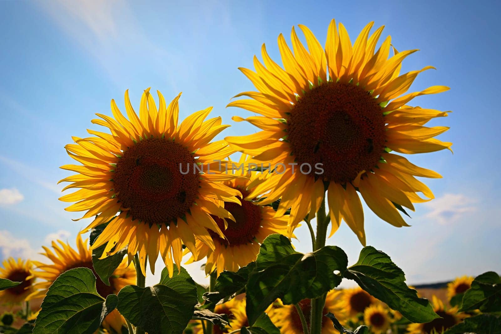 Sunflower. Beautiful yellow blooming flower with blue sky. Colorful nature background for summer season. (Helianthus) by Montypeter