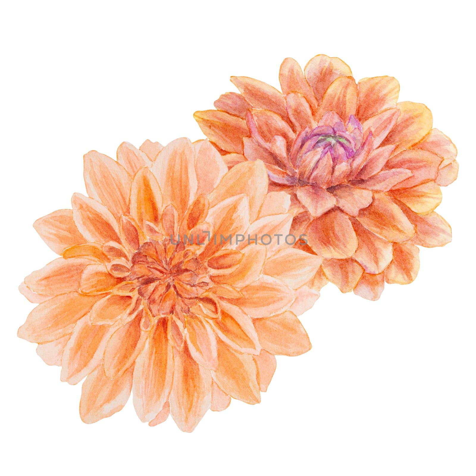 Orange dahlia watercolor illustration. Hand drawn botanical painting, floral sketch. Colorful flower clipart for summer or autumn design of wedding invitation, prints, greetings, sublimation, textile by florainlove_art