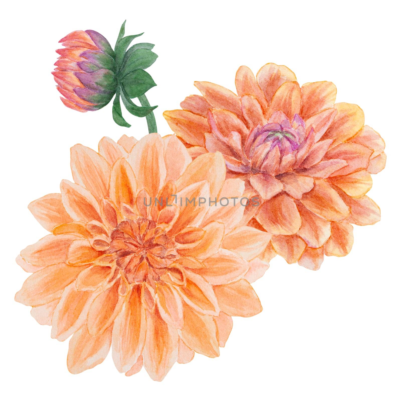 Garden orange dahlia watercolor illustration. Hand drawn botanical painting, floral sketch. Colorful flower clipart for summer or autumn design of wedding invitation, prints, greetings, sublimation, textile