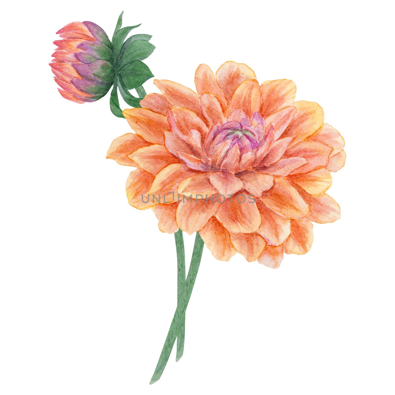 Garden orange dahlia watercolor illustration. Hand drawn botanical painting, floral sketch. Colorful flower clipart for summer or autumn design of wedding invitation, prints, greetings, sublimation, textile