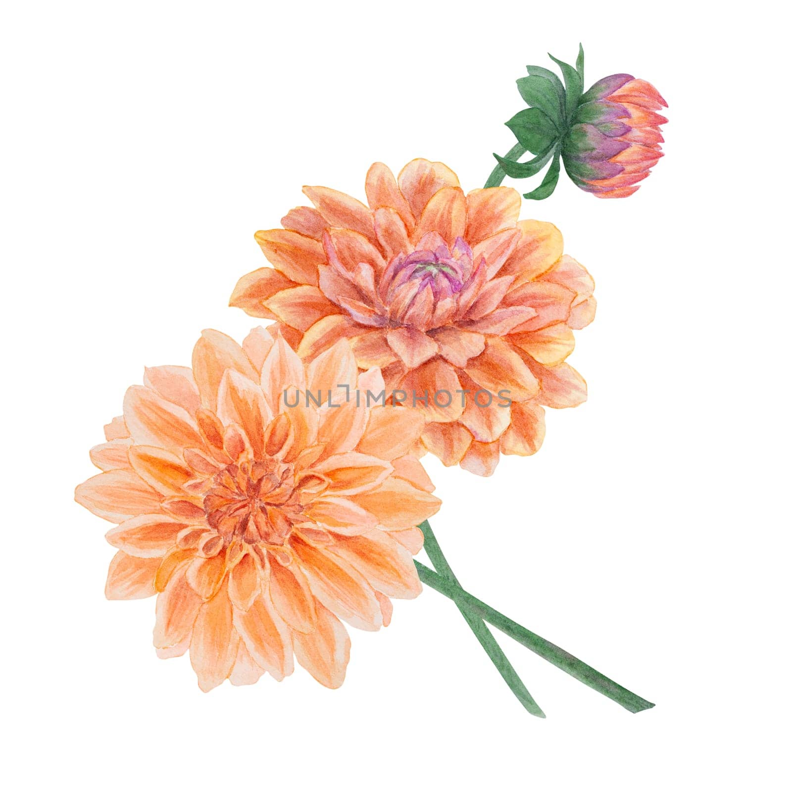 Garden orange dahlia watercolor illustration. Hand drawn botanical painting, floral sketch. Colorful flower clipart for summer or autumn design of wedding invitation, prints, greetings, sublimation, textile