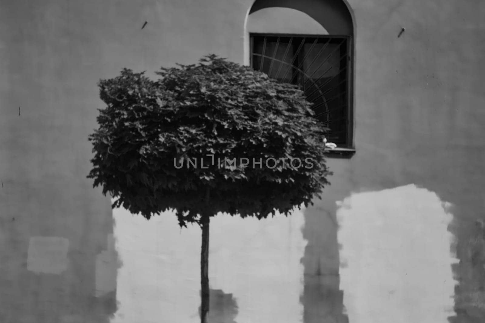 Monochrome photograph of trimmed tree against background of building wall and window. Painted inscriptions.
