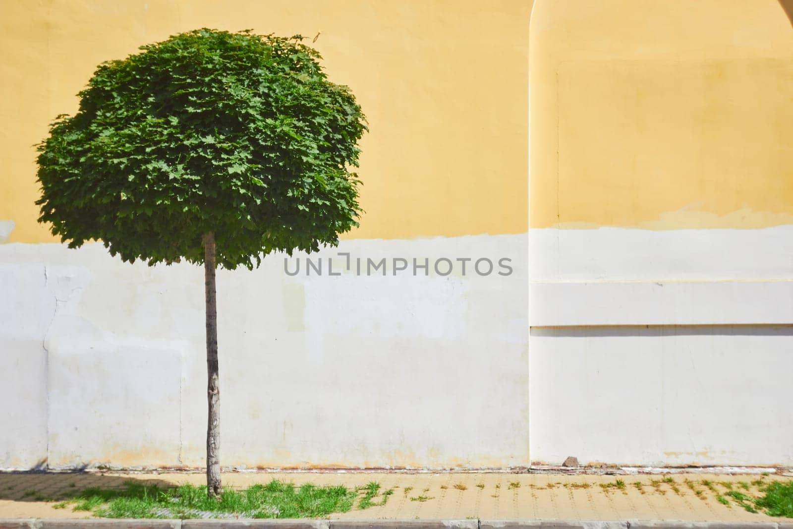Photograph of spherical cut green tree against background of yellow wall of house. On sunny day. Tree shearing.