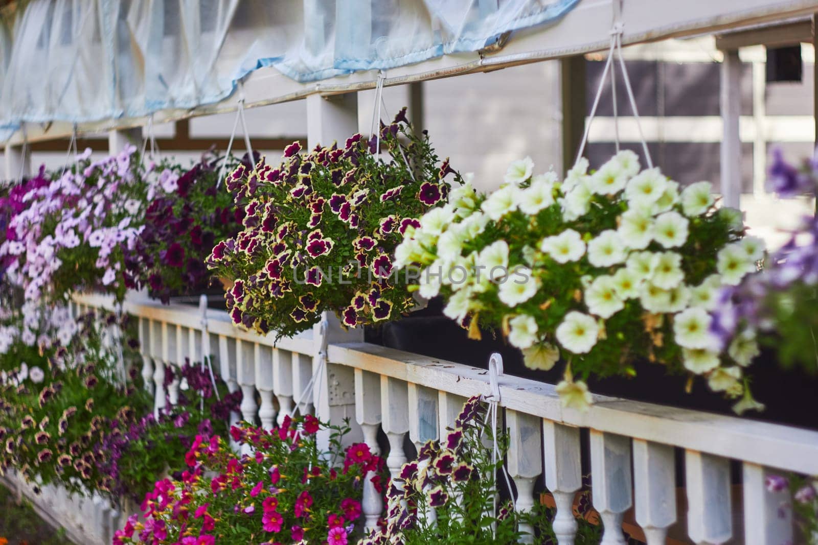 multi-colored petunia flowers in hanging pots on veranda i by electrovenik
