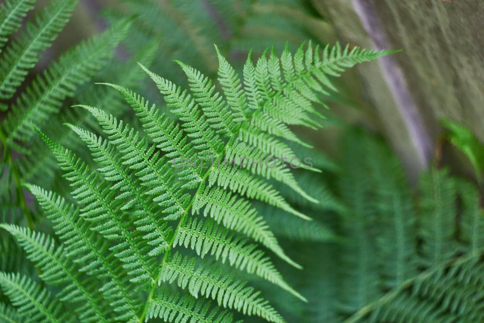 Photograph of leaf of green fern herbal plant. Nature. Plants.