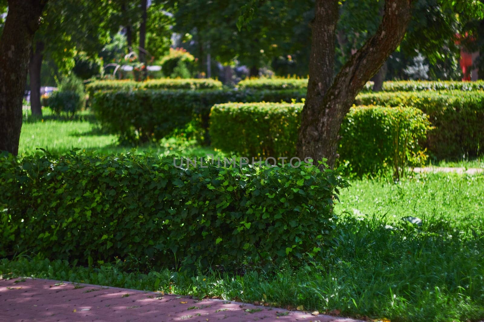 Photo of trimmed green bushes in park. Plant care. Gardeners.