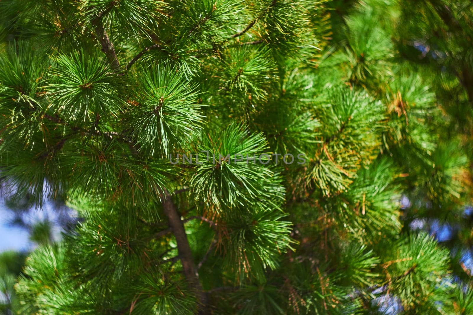 Photo of green needle tree pine. Needles close by electrovenik
