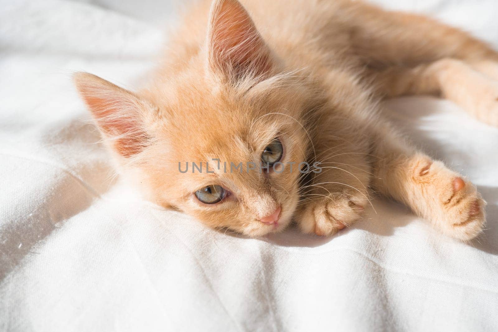 Cute little ginger kitten lies on a white blanket and looks at the camera.