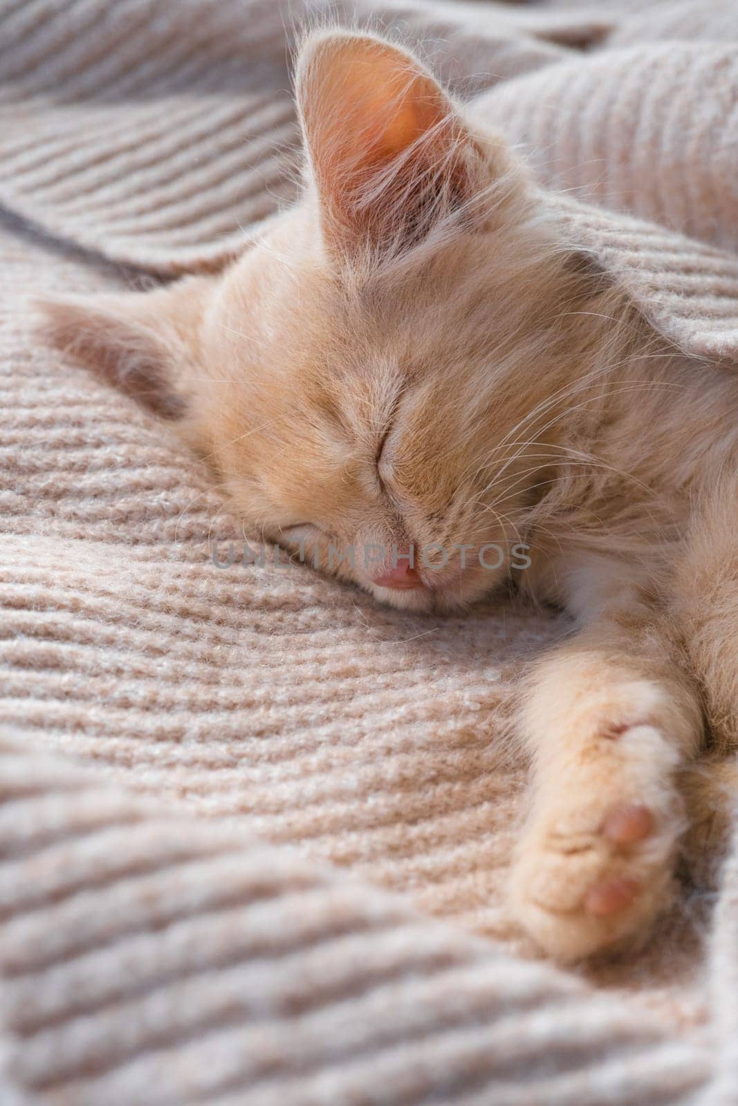 Cute little ginger kitten lies on a beige knitted bedspread by Ekaterina34