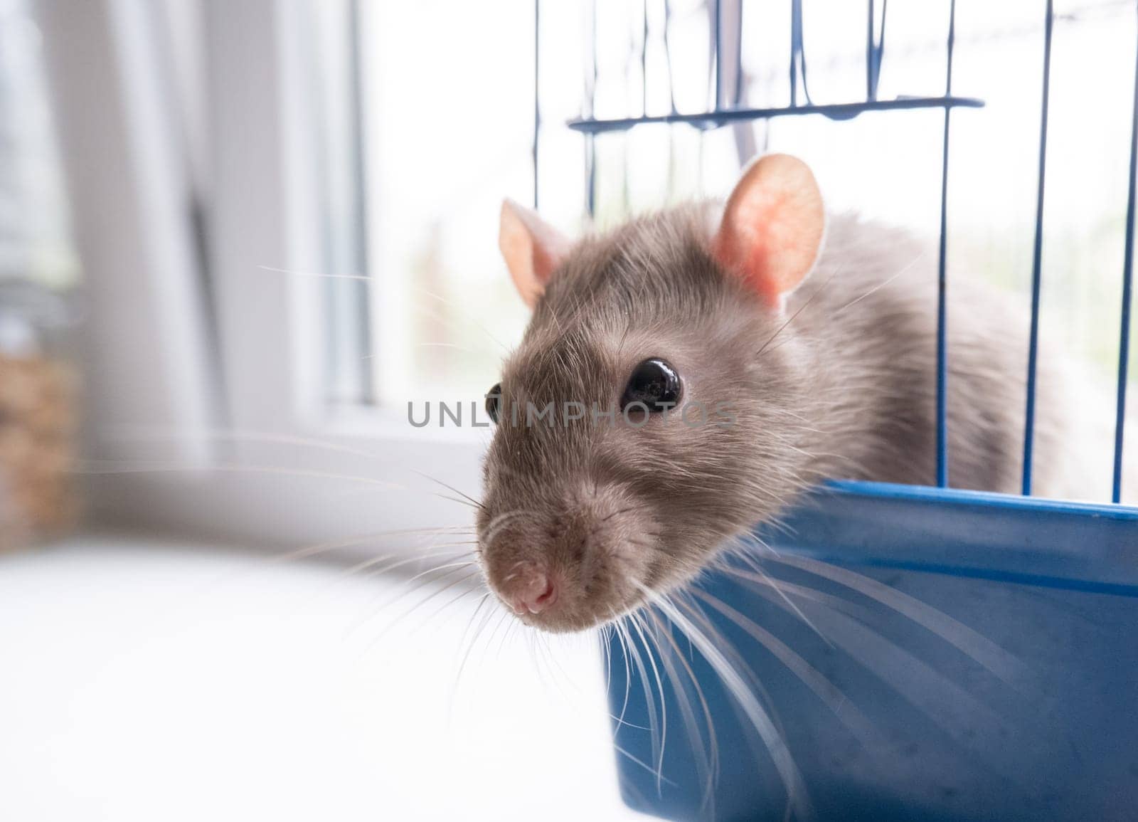 The domestic rat dumbo, white, has leaned out of the open cage and looks