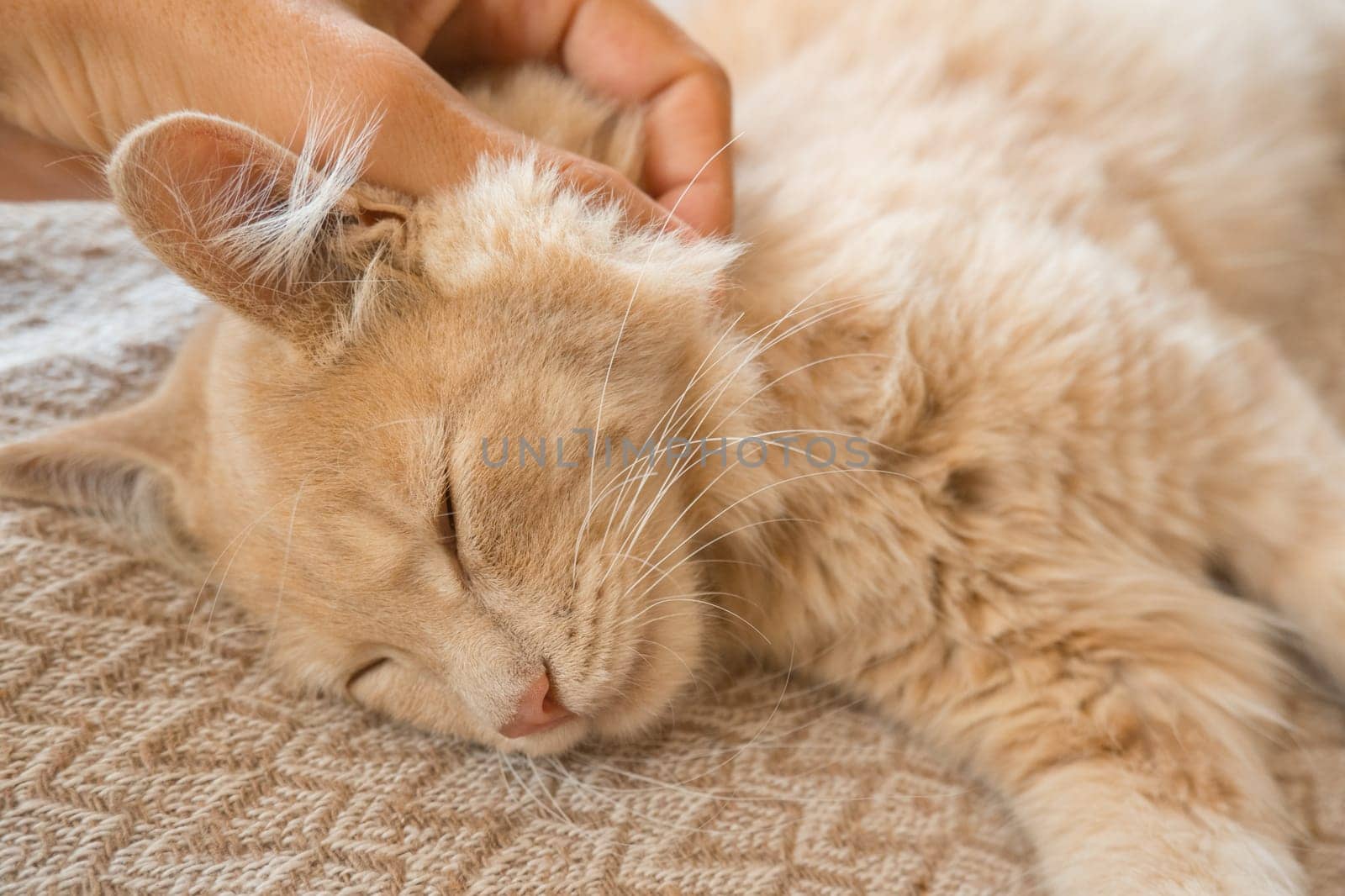 happy cat lovely comfortable sleeping by the woman stroking hand grip at . love to animals concept