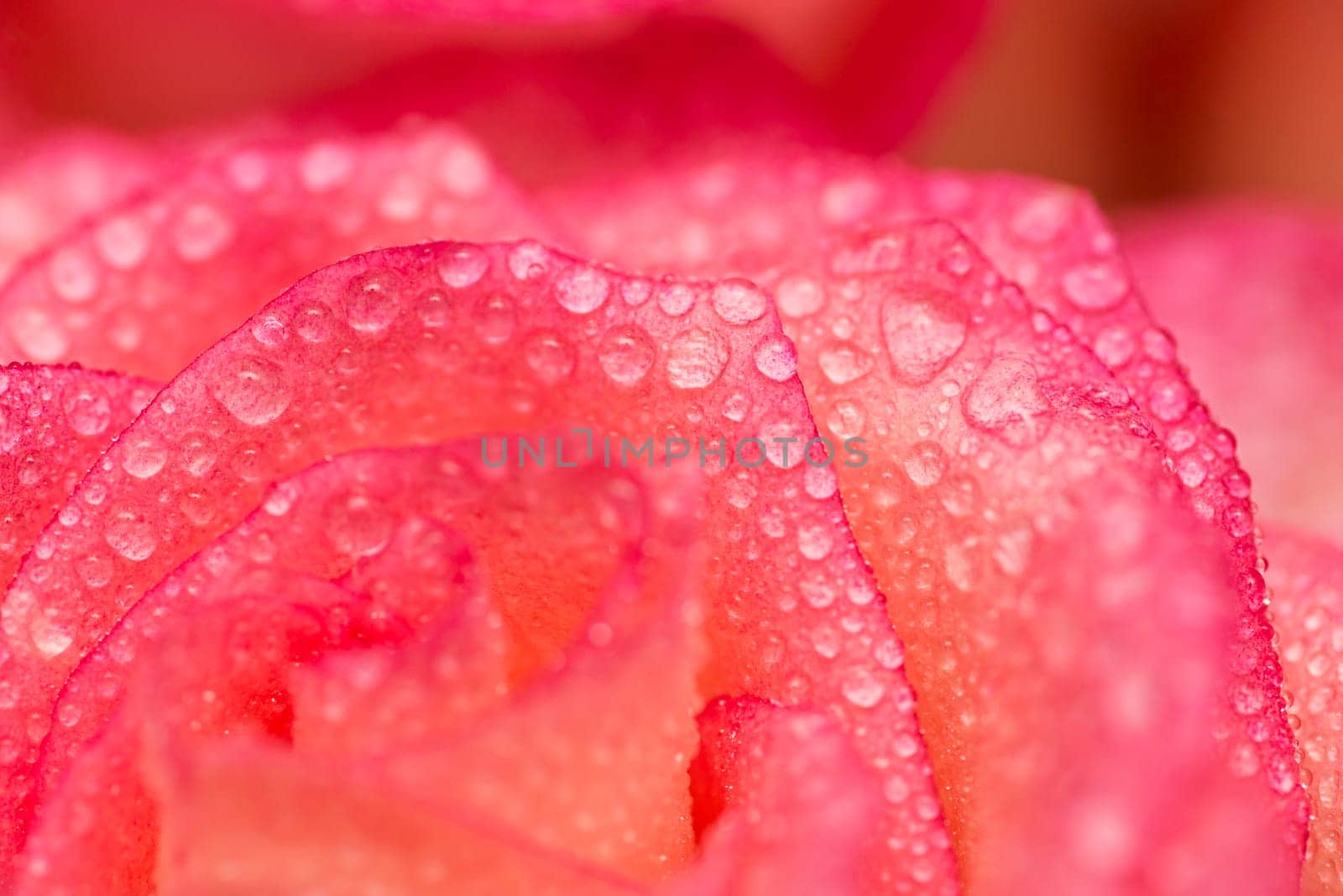Pink rose flower with water drops. Water drops on rose. Flower background by andreyz