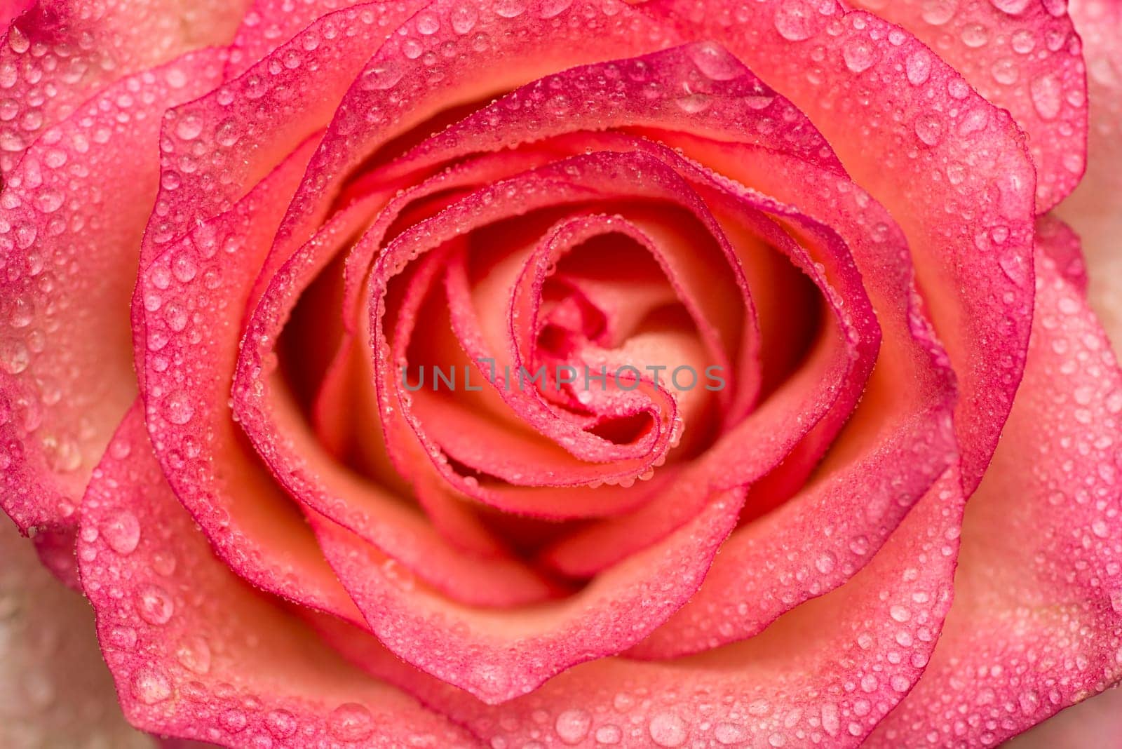 Pink rose flower with water drops. Water drops on rose. Flower background by andreyz