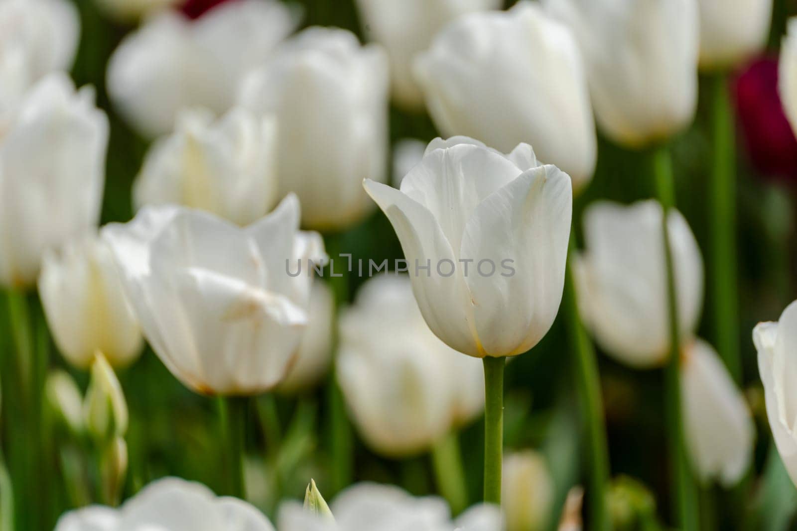 White tulips spring blossoming, bokeh flower background, pastel and soft floral card, selective focus.