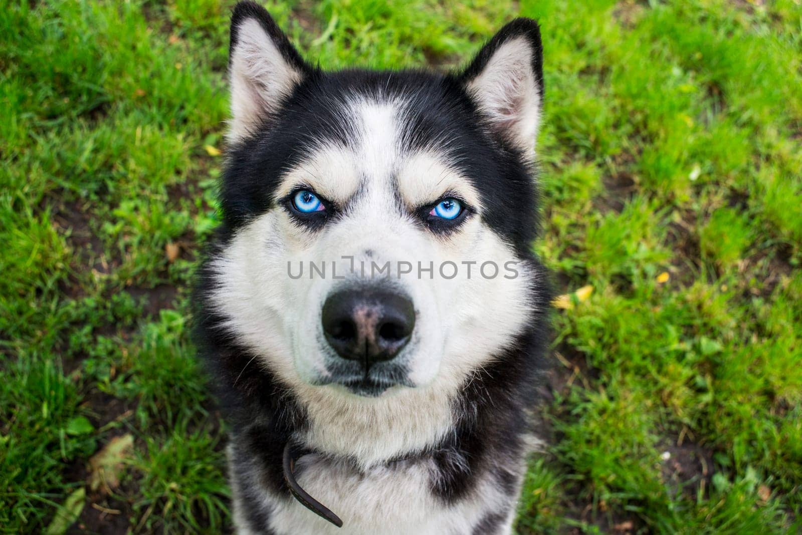 Husky dog on the grass background. Portrait of a Siberian Husky. Black and white Siberian husky with blue eyes.