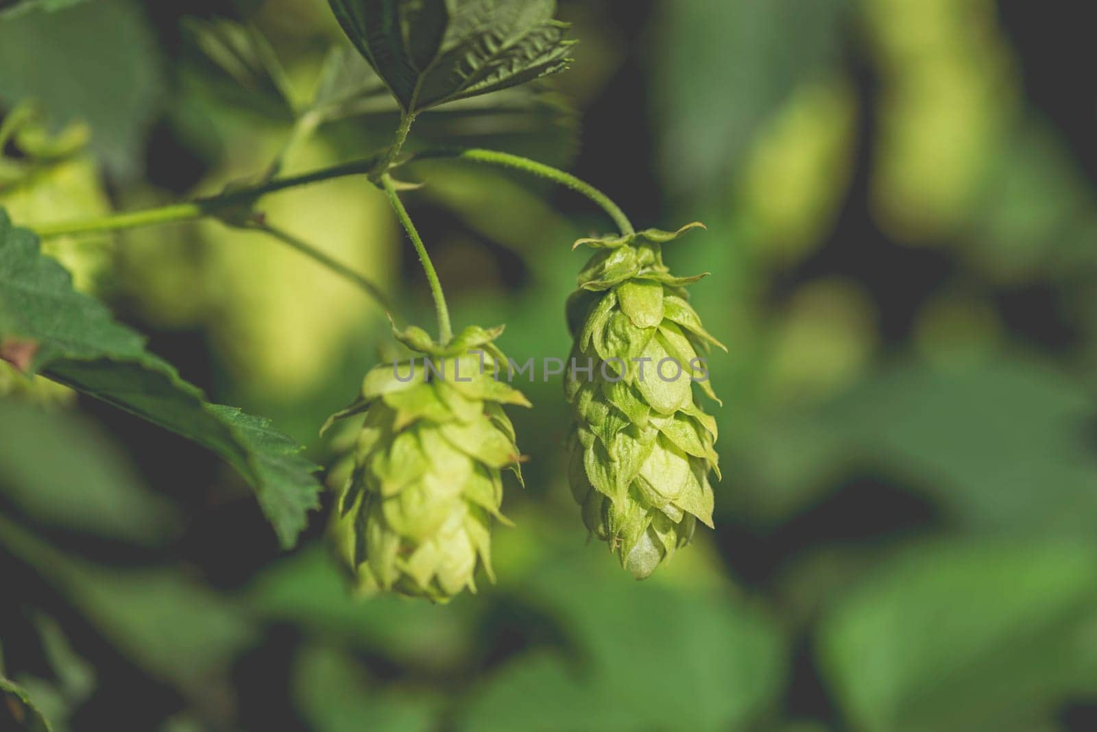 Green ripe hop cones. The concept of making natural fresh beer, brewing. Hop cones.
