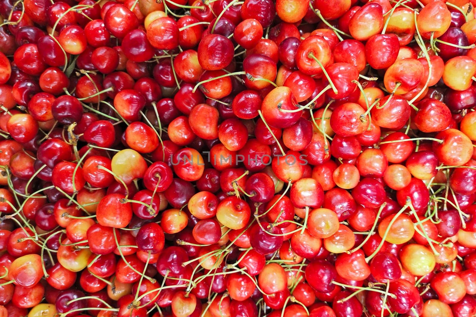 Close up of pile of ripe cherries with stalks. Large collection of fresh red cherries. Background of ripe cherries.