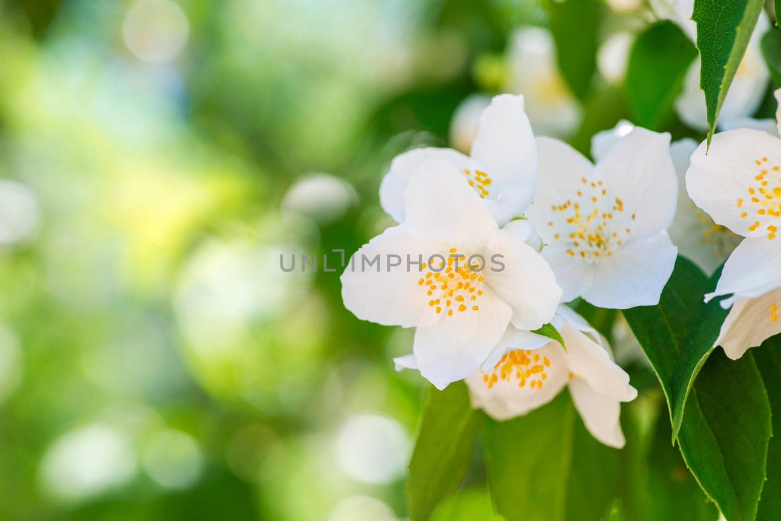 Beautiful white jasmine flowers. Beautiful blooming jasmine branch with white flowers. Natural background with jasmine flowers on a bush. Selective focus.