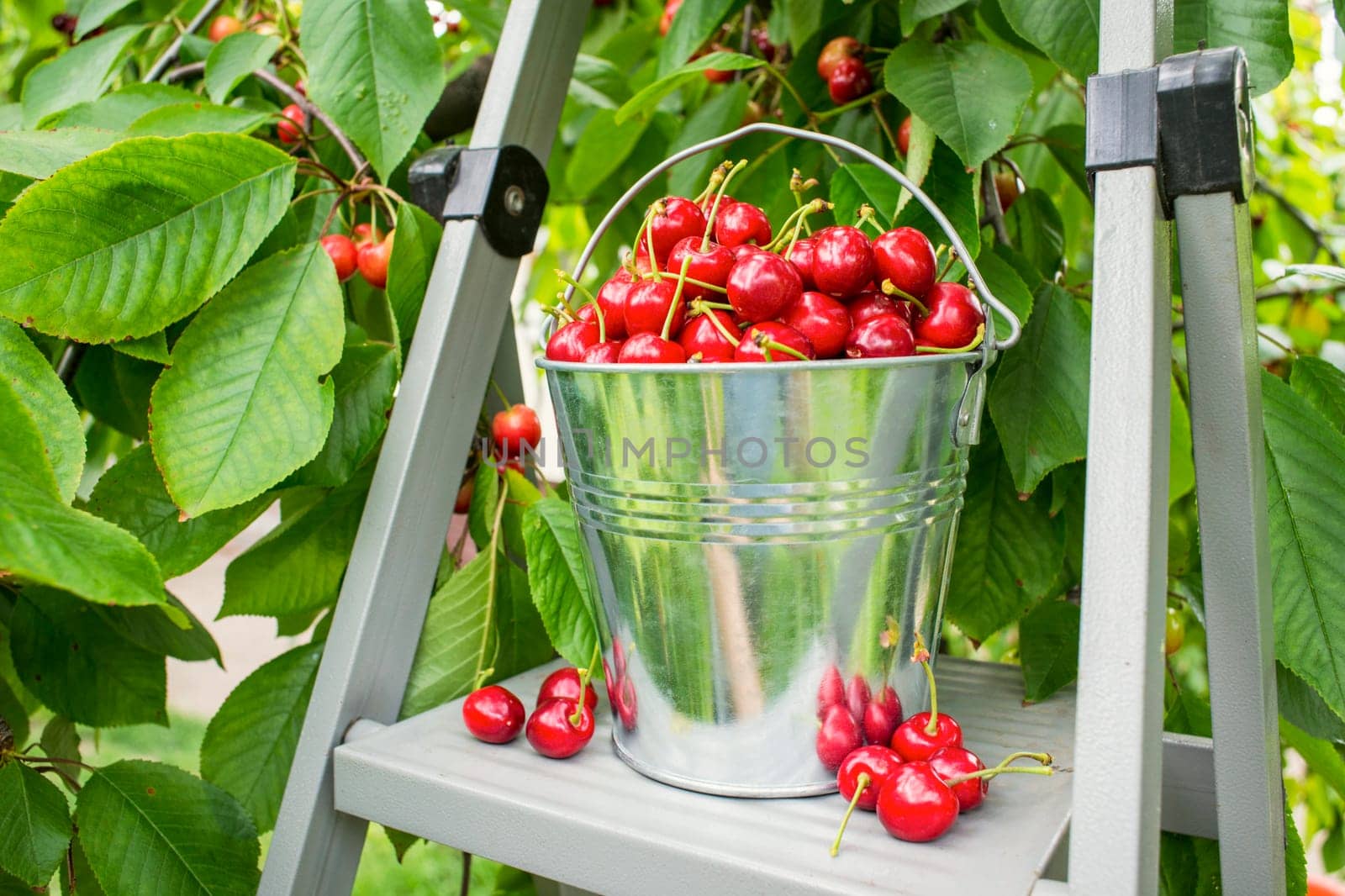 Harvesting cherries in the garden. Bucket of cherries on the top of ladder on cherry branches background.