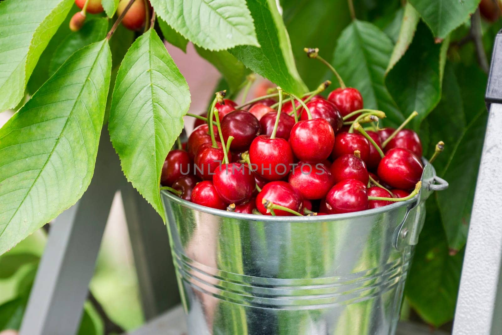 Harvesting cherries in the garden. Bucket of cherries on the top of ladder on cherry branches background.