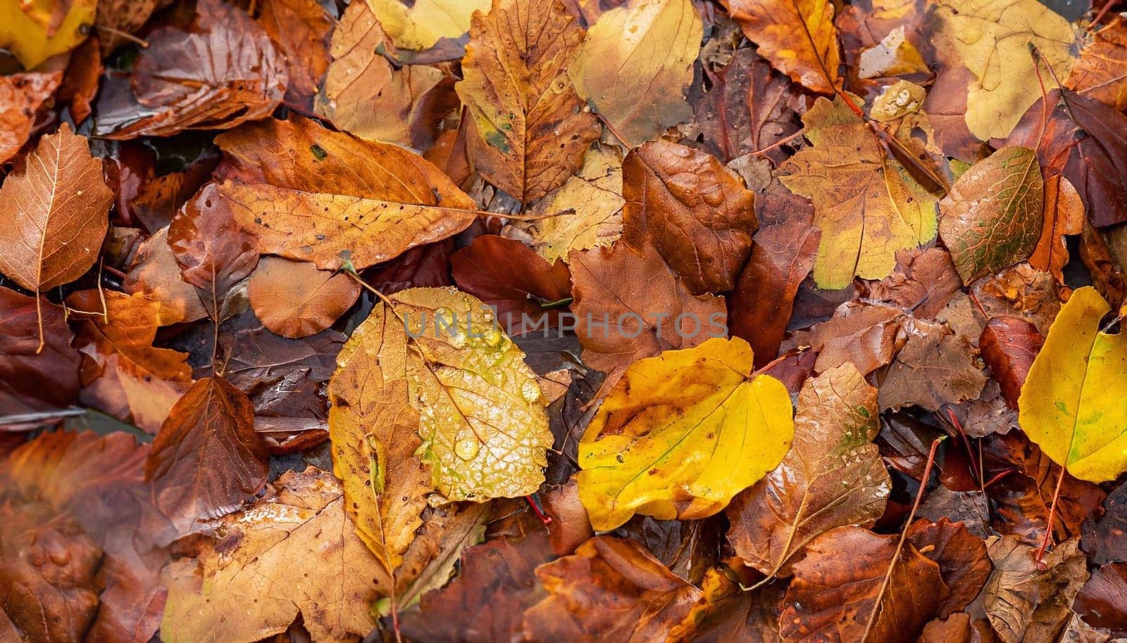 Yellow, orange red brown september autumn leaves on ground in beautiful fall park. Fallen golden autumn maple leaf on green dry garden grass. October day landscape background. Top view close up macro.