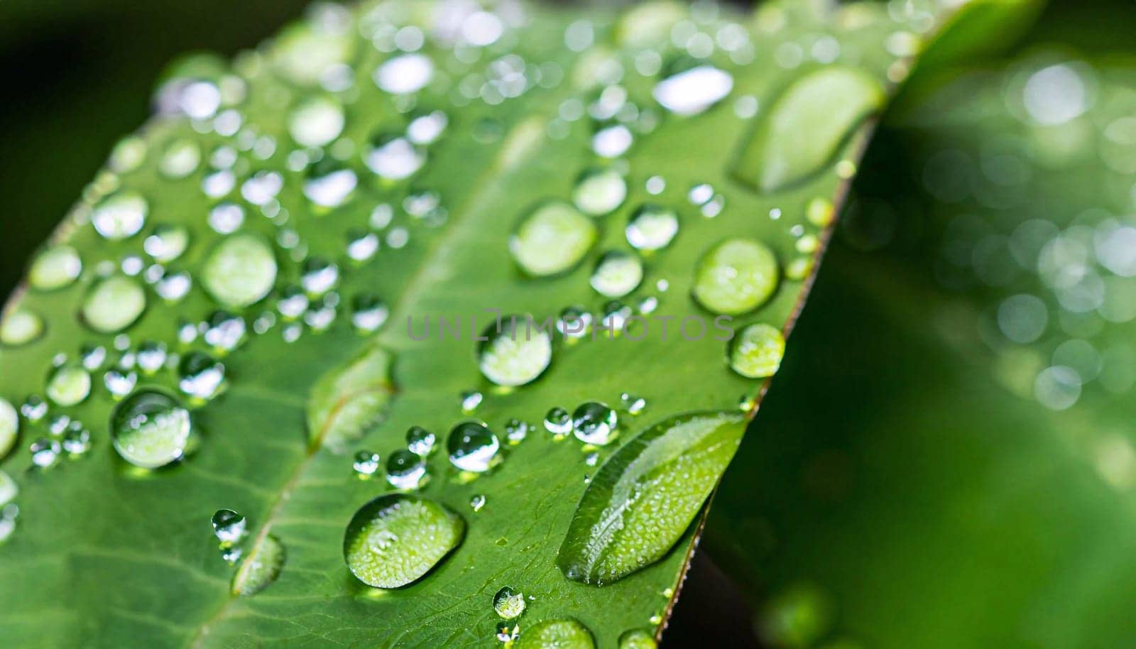 raindrops on fresh green leaves on a black background. Macro shot of water droplets on leaves. Waterdrop on green leaf after a rain.