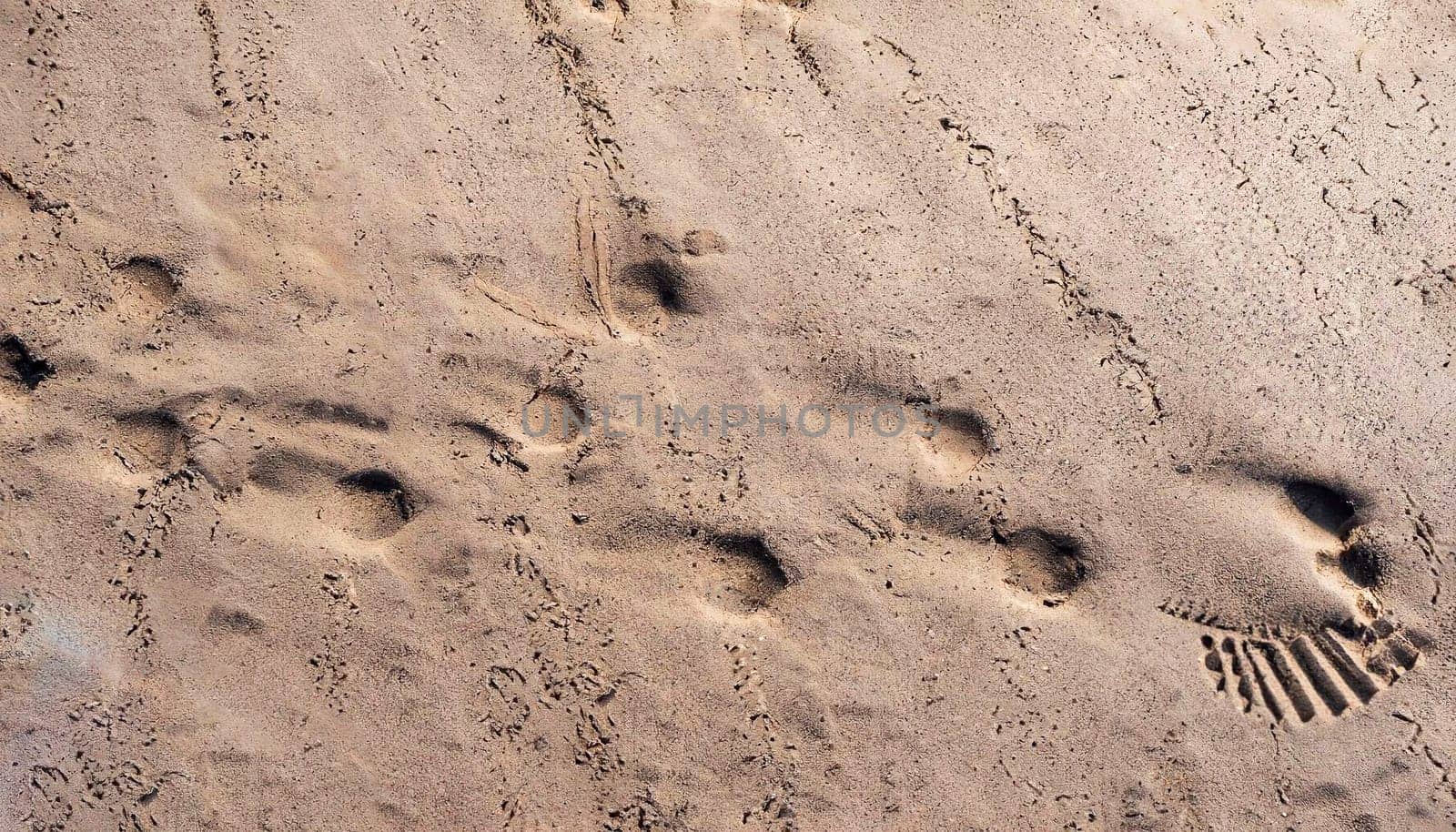 A vertical high angle shot of natural traces on the sand