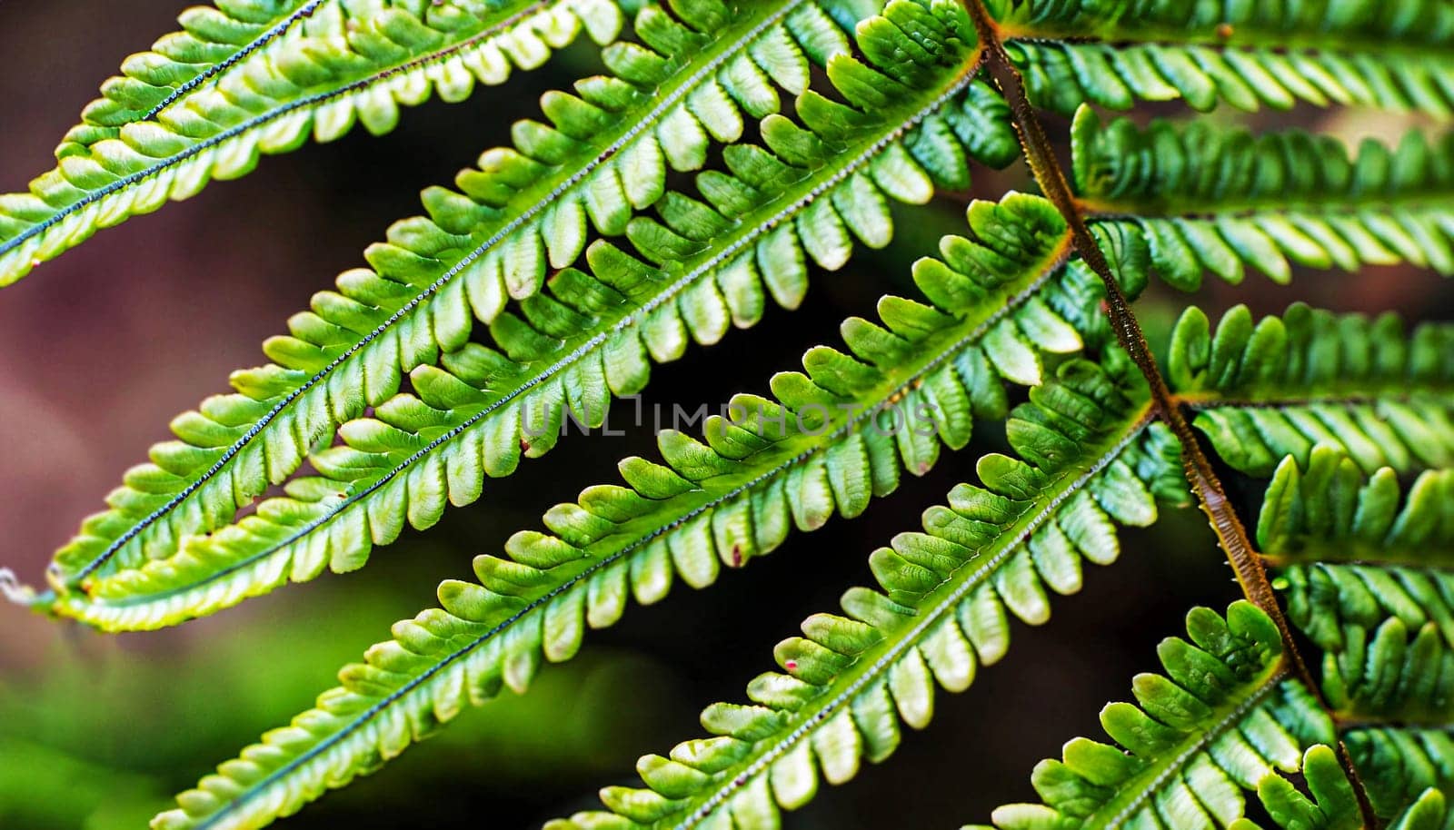 macro photo of green fern petals. The fern bloomed. Fern on a background of green plants. Beauty is in the little things