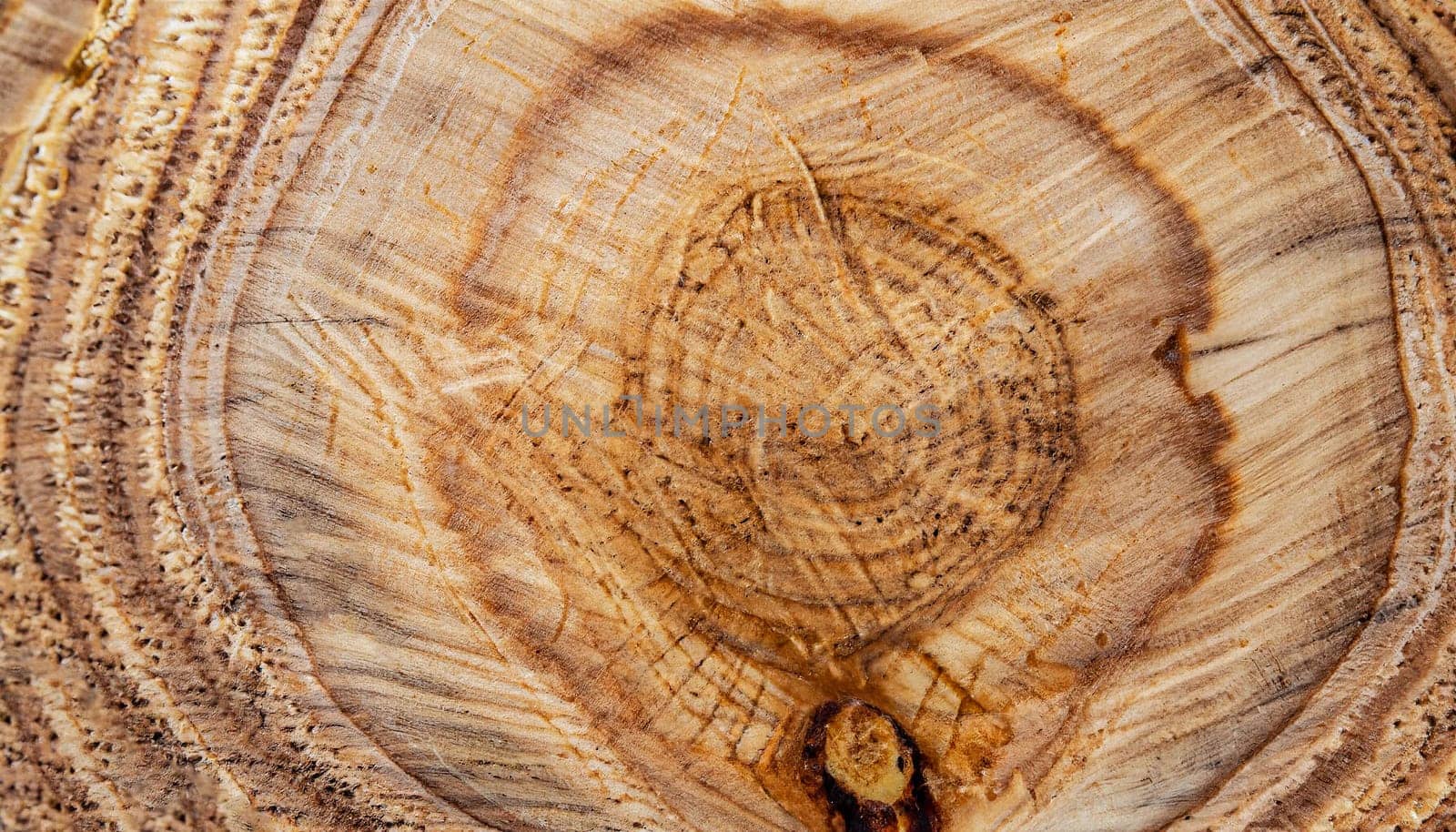 wood texture saw cut wood beige cracked annual rings close-up natural background design