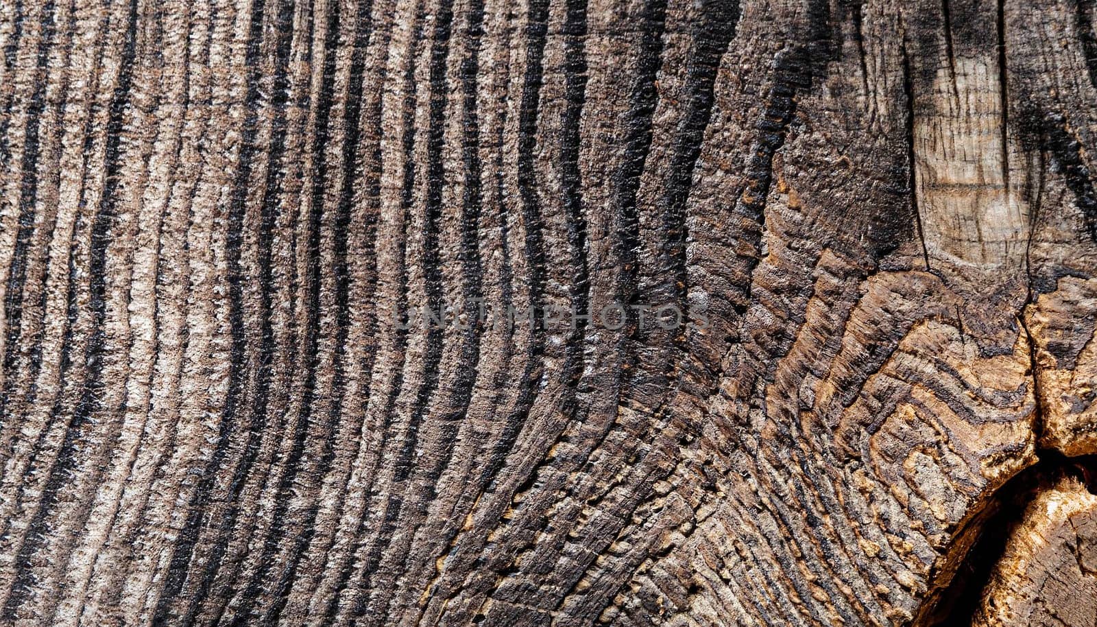 Log close up wooden background, macro photo of tree slice, black and white photo