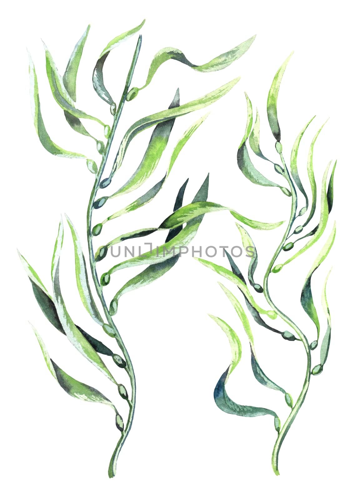 Seaweed kelp . Hand drawn watercolor plants botanical texture. by fireFLYart