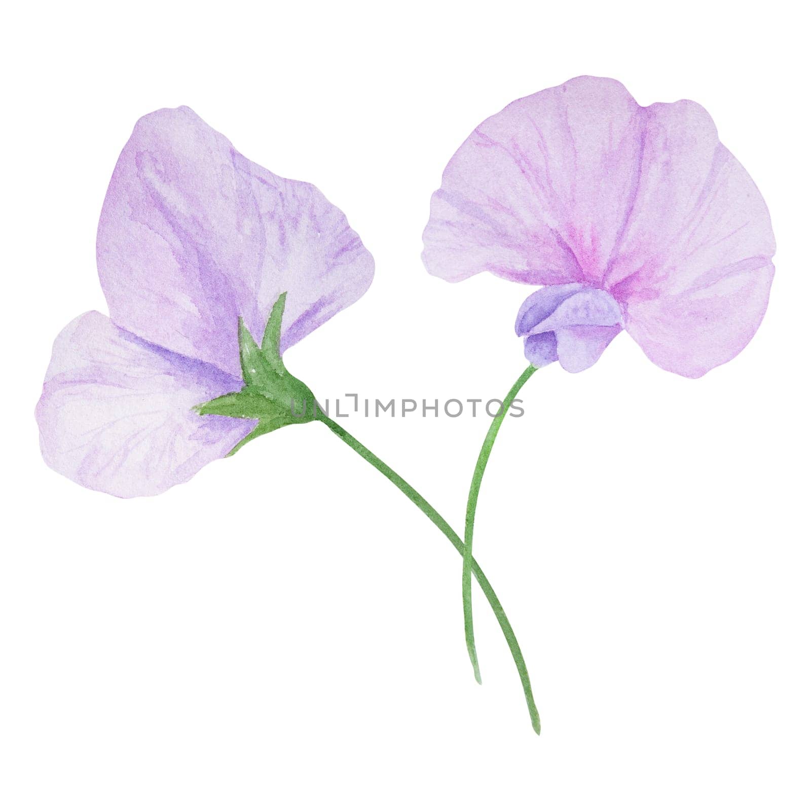 Garden lilac, violet, pink Lathyrus watercolor illustration. Hand drawn botanical painting, floral sketch. Colorful sweet pea flower clipart for summer or autumn design of wedding invitation, prints, greetings, sublimation, textile