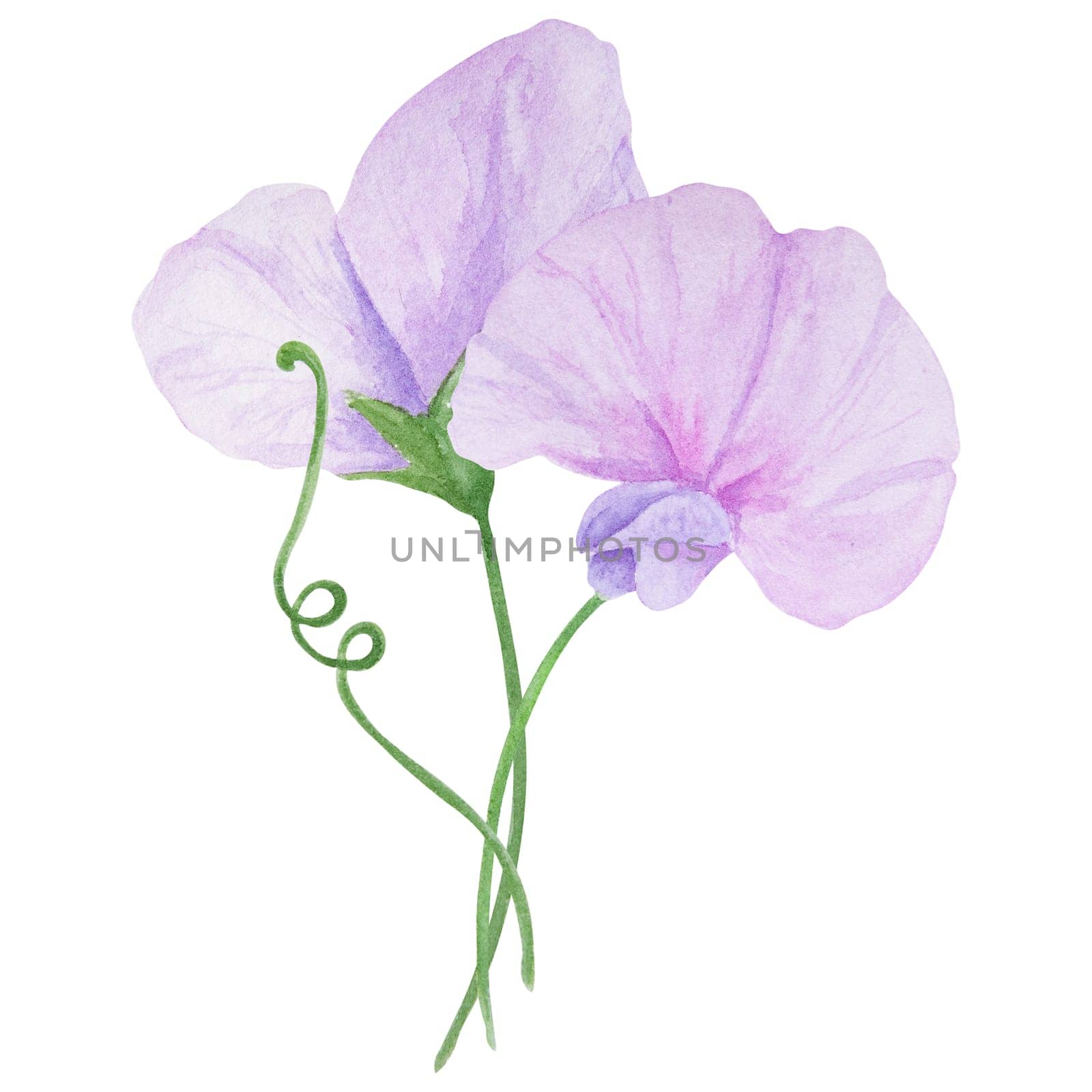 Lilac Lathyrus watercolor illustration. Hand drawn botanical painting, floral sketch. Colorful flower clipart for summer or autumn design of wedding invitation, prints, greetings, sublimation, textile by florainlove_art