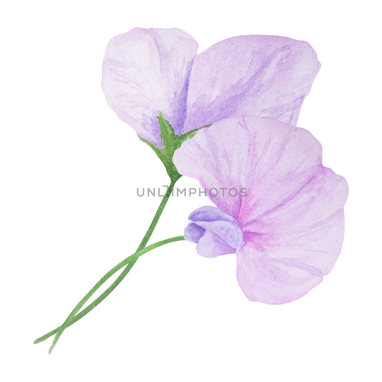 Garden lilac, violet, pink Lathyrus watercolor illustration. Hand drawn botanical painting, floral sketch. Colorful sweet pea flower clipart for summer or autumn design of wedding invitation, prints, greetings, sublimation, textile