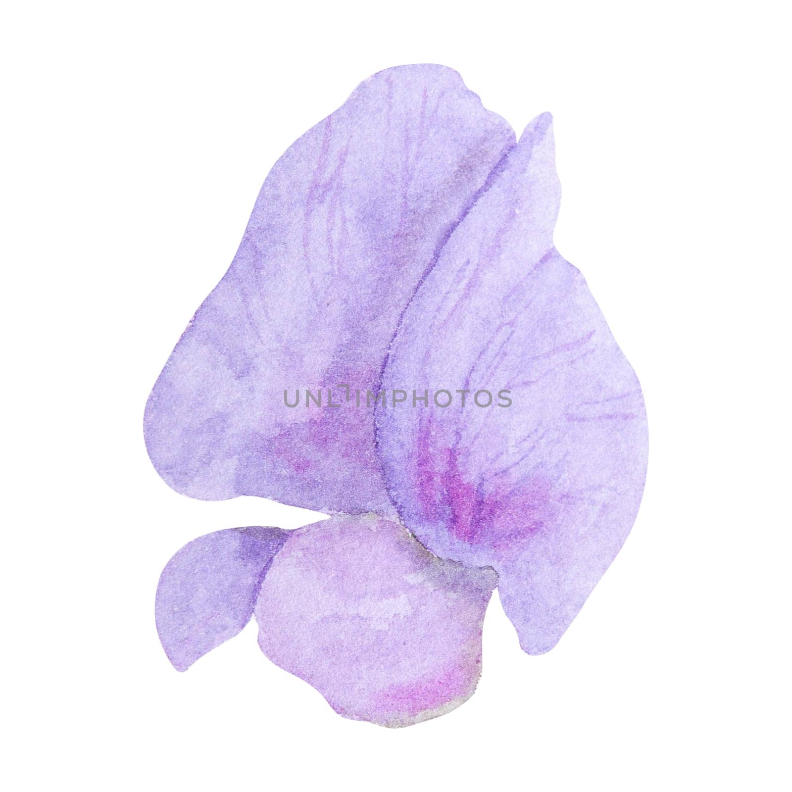 Garden lilac, violet, pink Lathyrus watercolor illustration. Hand drawn botanical painting, floral sketch. Colorful sweet pea flower clipart for summer or autumn design of wedding invitation, prints, greetings, sublimation, textile