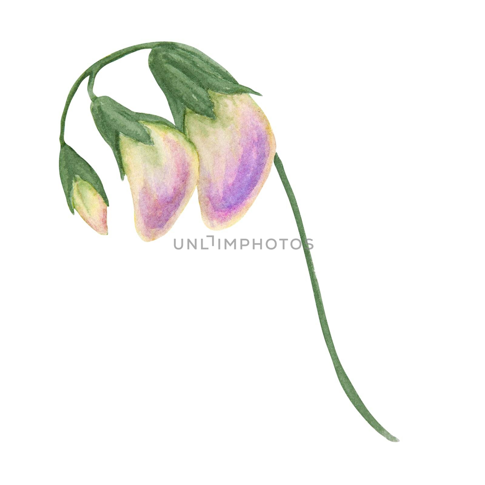 Garden lilac, violet, pink Lathyrus watercolor illustration. Hand drawn botanical painting, floral sketch. Colorful sweet pea flower clipart for summer or autumn design of wedding invitation, prints, greetings, sublimation, textile