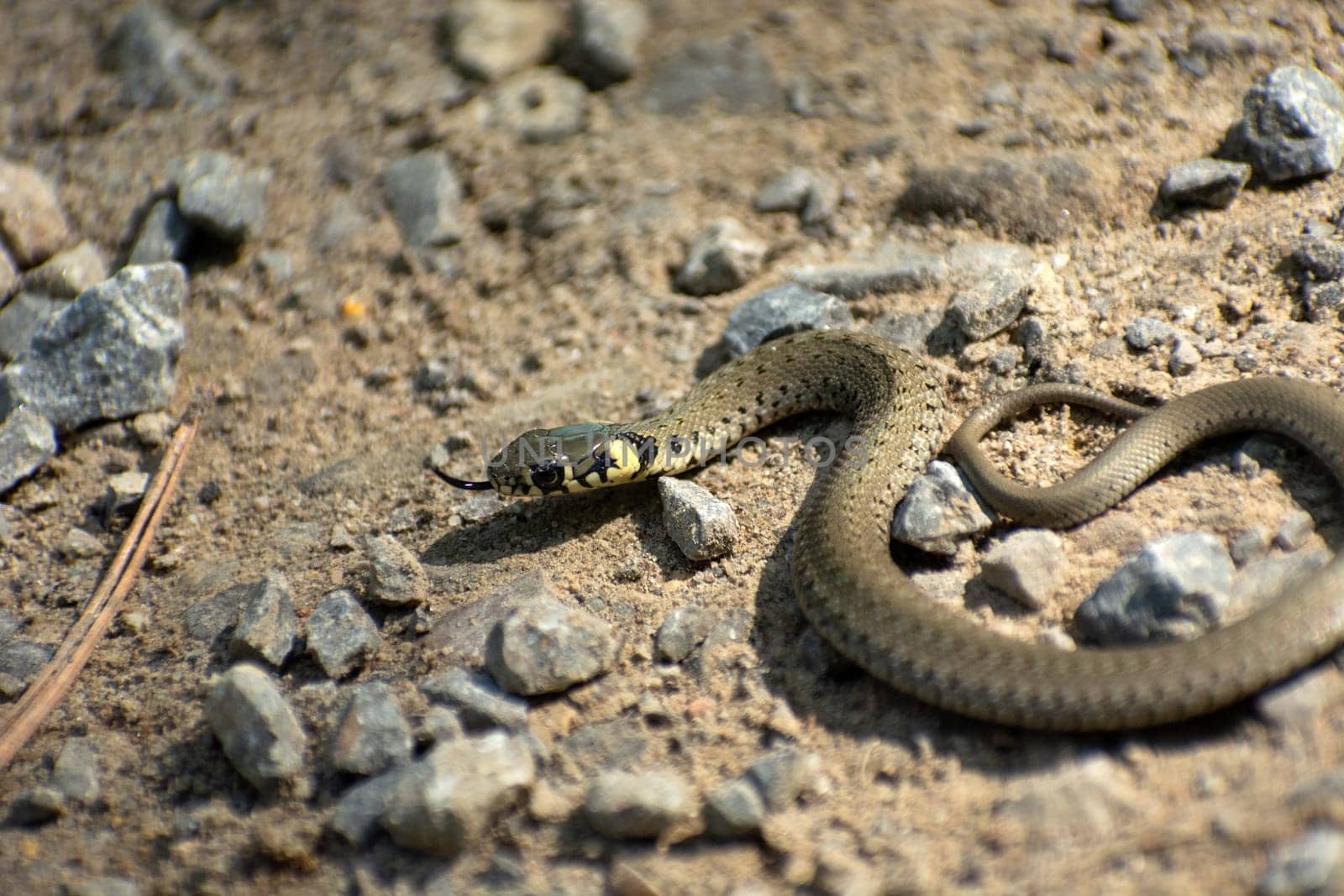 Grass snake among the stones on the sand, summer day, eastern Poland
