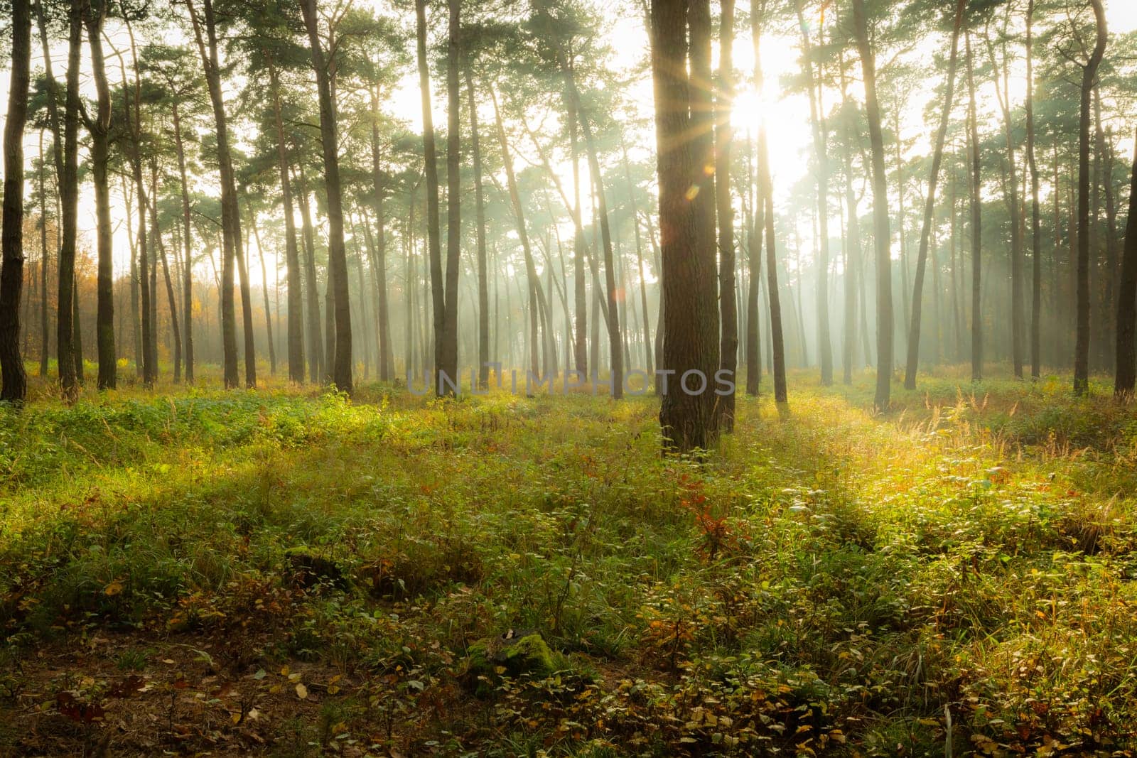 Glow of the sun in a foggy autumn forest, Chelm, eastern Poland