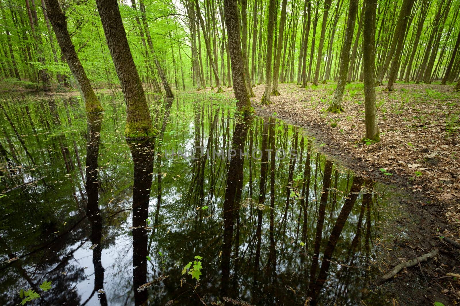 Pond in the spring green forest and the reflection of trees in the water, eastern Poland