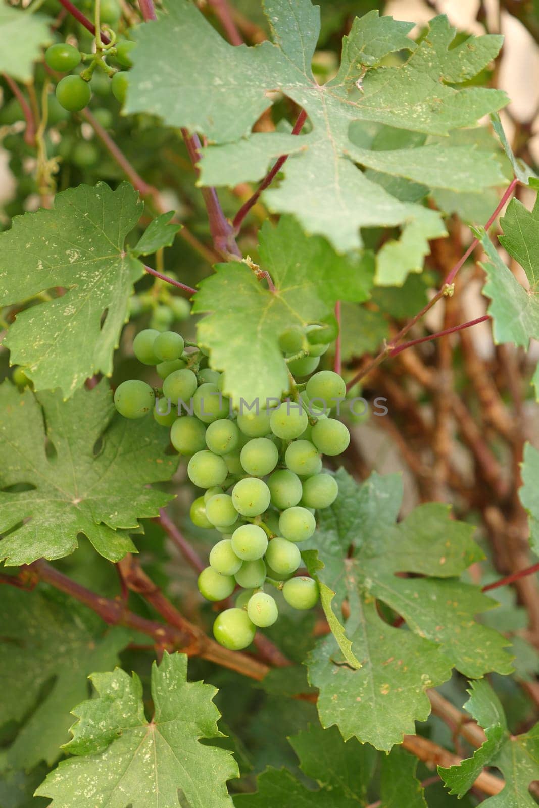 close-up of a bunch of grapes on the vine fruit,