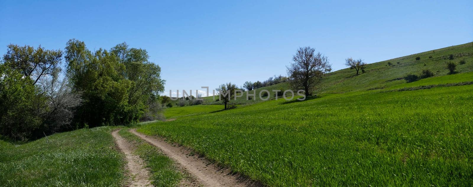 sheep with bells around its neck grazing in the field,close-up of sheep with bells, by nhatipoglu