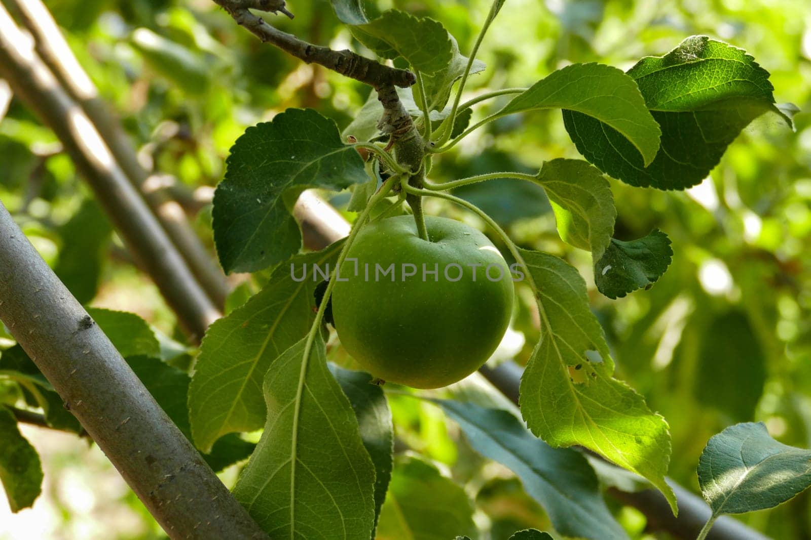 there are lots of apples in sour green apple tree,