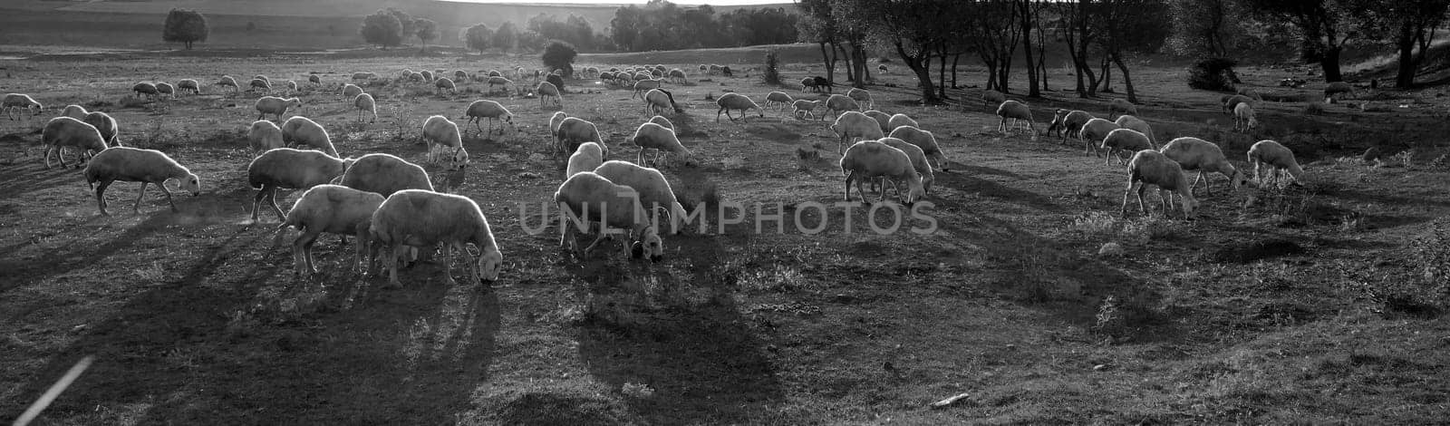 flock of sheep grazing in the field, sheep and lambs grazing in the open field, flock of sheep,